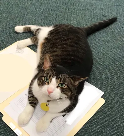Scampers the clinic cat